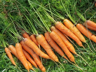 Just-harvested carrots, grown in a small home garden in the traditional way, without the use of...