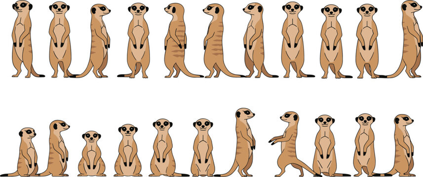 Meerkat character animation set with multiple standing sitting side view poses cartoon desert animal vector illustration