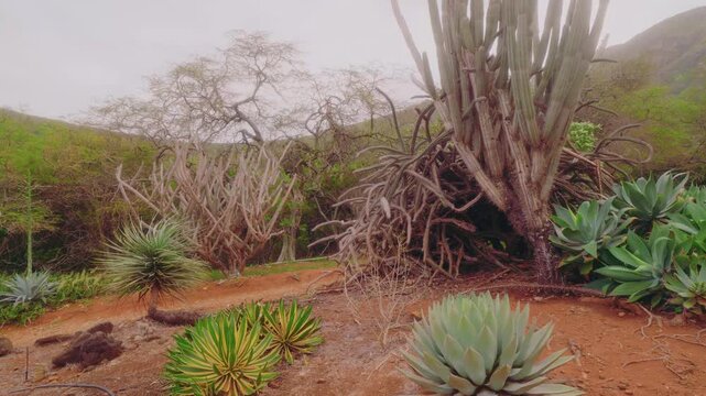 Footage capturing the unique and arid landscape of the Koko Crater Botanical Garden in Oahu, Hawaii. The garden is nestled inside a volcanic tuff cone and features a diverse collection of drought-tole