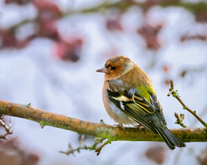Male cahffinch bird sitting on the branch of a tree