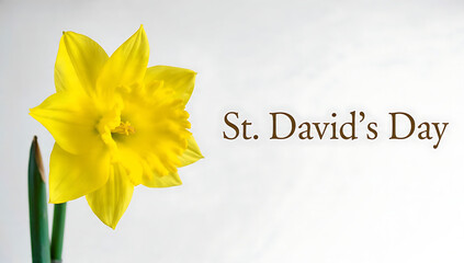 Celebrating st. david's day with a daffodil