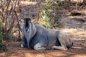 common eland, Taurotragus oryx