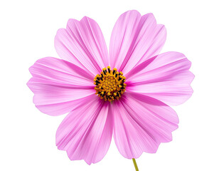 Isolated close-up of a pink, daisy-like flower with yellow center, black background
