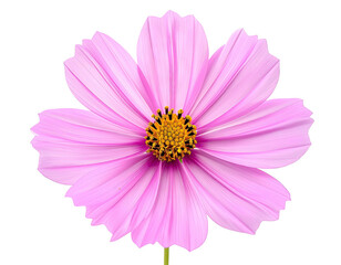 Close-up of a delicate pink and yellow flower with intricate petal details, isolated