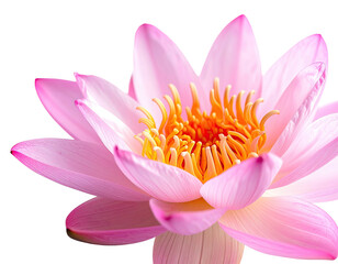 Close-up view of a pink lotus flower in full bloom, revealing delicate petals and center
