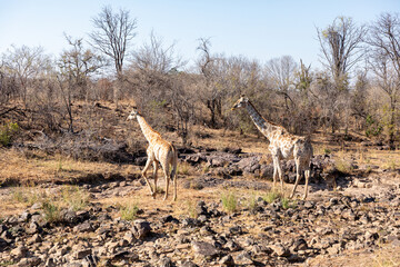 face of a giraffe, Giraffa