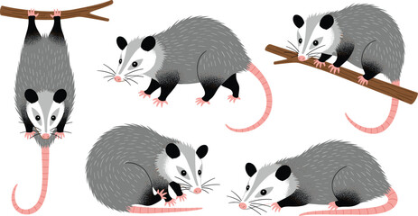 Opossum character set with multiple climbing hanging resting poses cute cartoon marsupial vector illustration © Sumon Creative