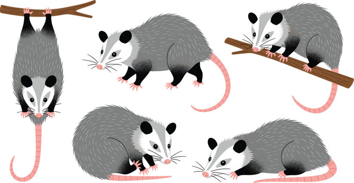Opossum character set with multiple climbing hanging resting poses cute cartoon marsupial vector illustration