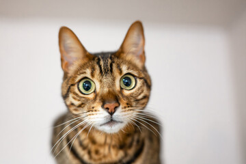 見つめる猫（ベンガルキャット）