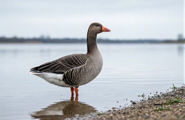 Goose standing on shore of lake, reflection visible in still water, misty overcast sky in background. Concept of shallow-water, reflection in natural setting.
