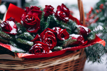 Winter bouquet pine red roses snow outdoor seasonal background.