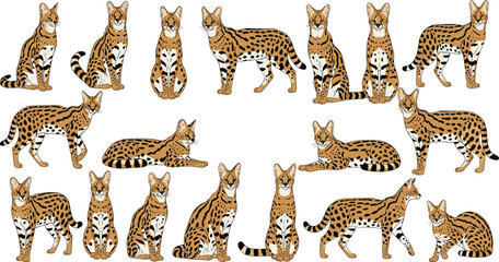 Serval wild cat illustration set with multiple standing sitting walking resting poses African wildlife animal vector collection © Sumon Creative