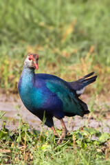 Obraz premium A beautiful Purple Swamphen or Grey-headed swamphen (Porphyrio poliocephalus) on a grassland in a green blurred background, Mangalajodi, Odisha, India