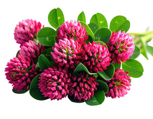 Close-up of vibrant, clustered blooms of red-purple flowers with bright green leaves