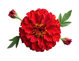 Close-up of a vibrant red flower with layered petals, buds, and green leaves