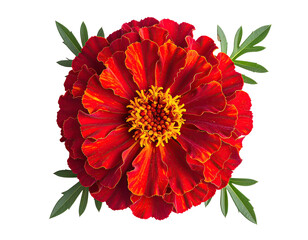 Top-down view of a fully bloomed vibrant orange and red flower with green leaves
