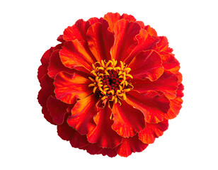 Close-up of a vibrant, layered red and orange flower with a textured, golden center on black