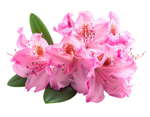 Close-up of vibrant pink flowers, showcasing delicate petals and lush green leaves against a black background