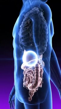 Human Body Digestive System Anatomy with Glowing Stomach and Intestines Medical Animation.