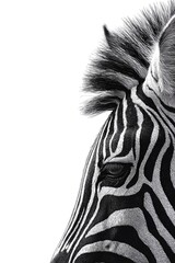 Monochrome Zebra Portrait with Striking Stripes