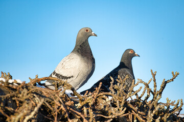 Fototapeta premium pigeons in the park