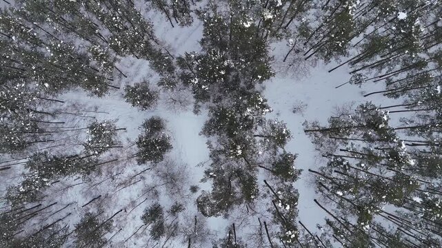 Zimowy las z drona &ndash; obr&oacute;t kamery i wznoszenie w g&oacute;rę