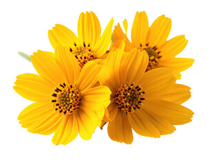 Four vibrant yellow flowers are clustered together against a black background