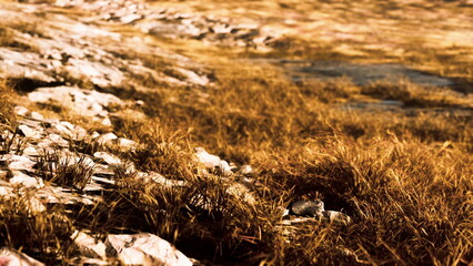 Golden grass sways gently in the breeze, contrasting with rocky terrain. The sun casts a warm glow, creating a picturesque view of natures late summer beauty.