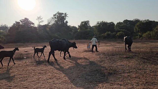 Typical scene of rural Indian life, a farmer herding black water buffalo and goats across a dry, sunlit field. Pastoral activity is depiction of traditional animal husbandry and farming in the region.