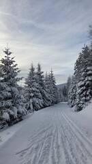 Biegówki 2025  © Elżbieta