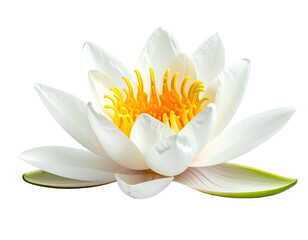 Isolated, radiant white water lily with yellow center against a stark black background