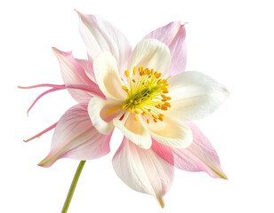 Close-up of a delicate pink and white columbine flower with yellow center, black background