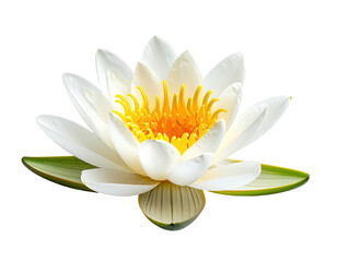 A vibrant water lily, pristine white petals surround a bright yellow center, set against a black backdrop