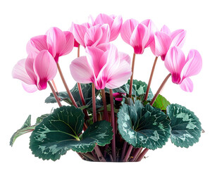 A cluster of delicate pink cyclamen blooms with variegated green foliage