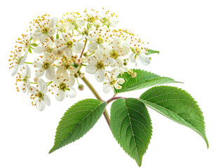 Close-up of elderflower cluster with green leaves against a transparent background