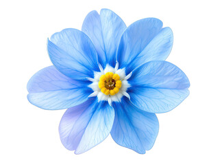 Close-up of a delicate light blue flower with a yellow center, isolated against black