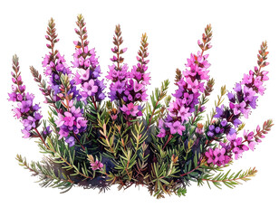 Close-up of vibrant flowering plant with dense purple blooms and verdant, needle-like foliage