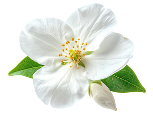 Isolated, pristine white blossom with yellow center and green leaves against a transparent backdrop