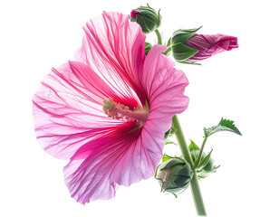 Close-up of a vibrant pink flower with delicate petals and green stems, against a black background