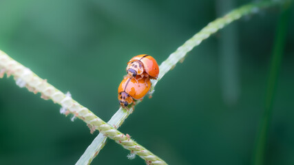 Macro shots ladybugs mating.,close-up of a small red ladybug © khampee