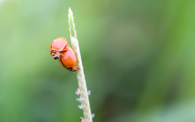 Obraz premium Macro shots ladybugs mating.,close-up of a small red ladybug