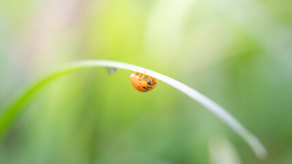 Macro shots lady bug,lady bug on leaf © khampee