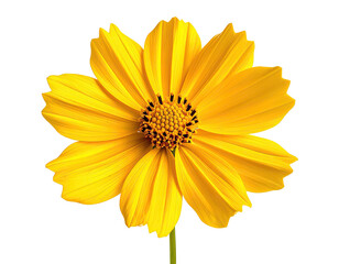 Close-up of a vibrant, sunny yellow flower with a textured center, isolated on black