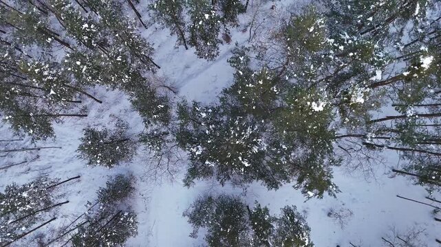 Zimowy las z drona &ndash; płynny ruch po łuku nad śnieżnym krajobrazem