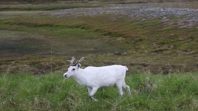 White reindeer walking