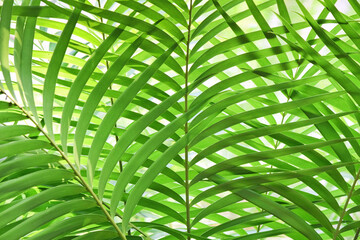 Full-frame natural background of tropical palm leaves. Delicate natural interior decoration in the healing by nature style.