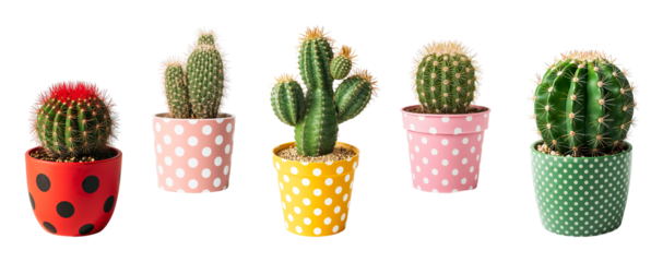 Beautiful multicolored cactus in a pot isolated on transparent background