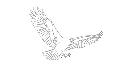 Obraz premium Detailed line art illustration of a bald eagle in dynamic flight, isolated white background.