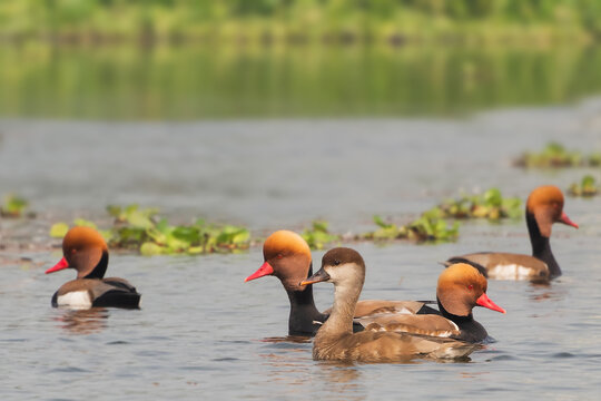 A colorful group of Red-crested Pochard (Netta rufina) in water at Chupi Char. Purbasthali, Bardhaman, West Bengal, India