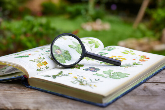 Magnifying glass on botanical book for plant study research and learning outdoors
